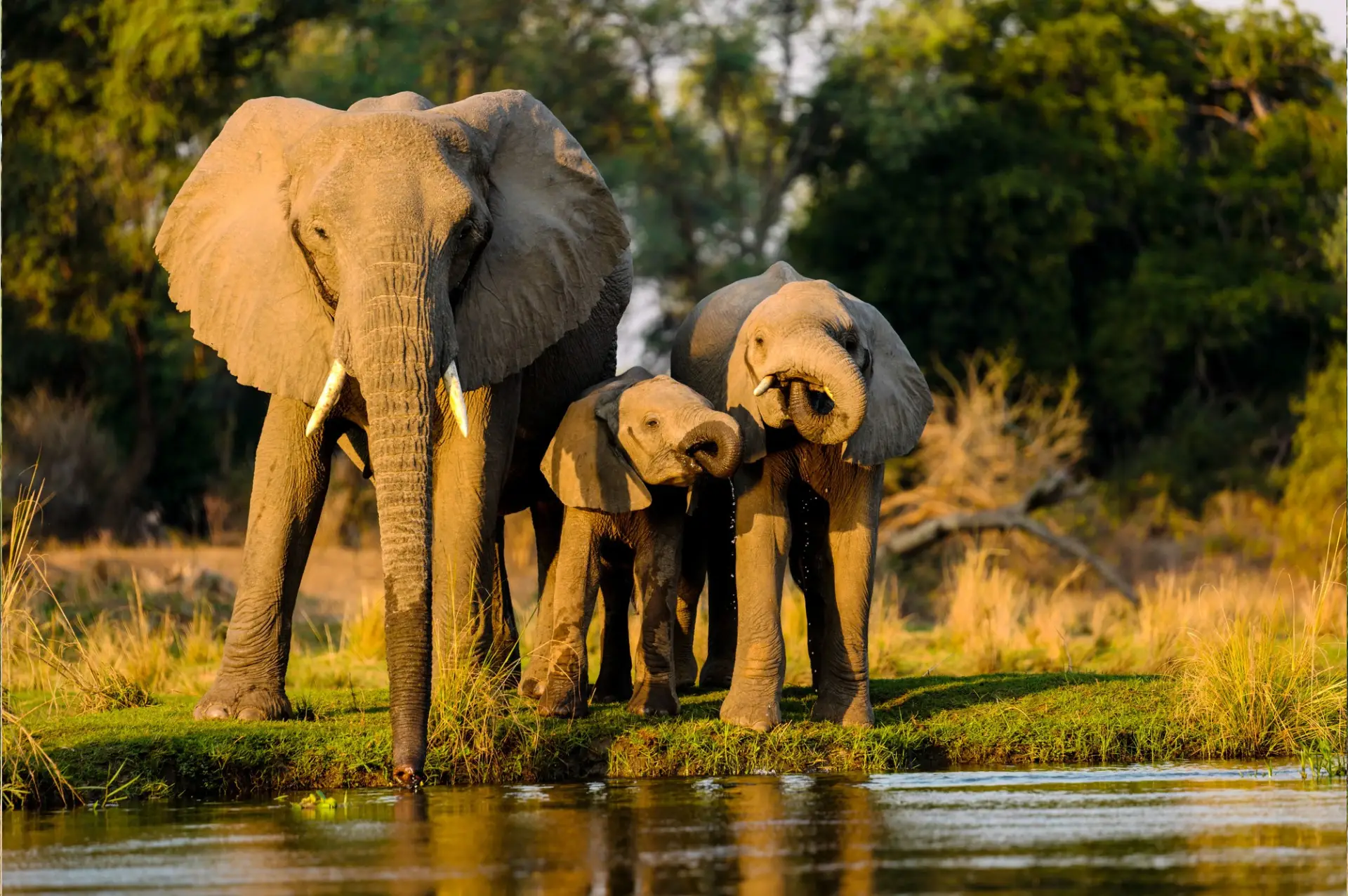 Esther Luxe Safaris guide leading a custom 4x4 Land Cruiser safari drive in Maasai Mara