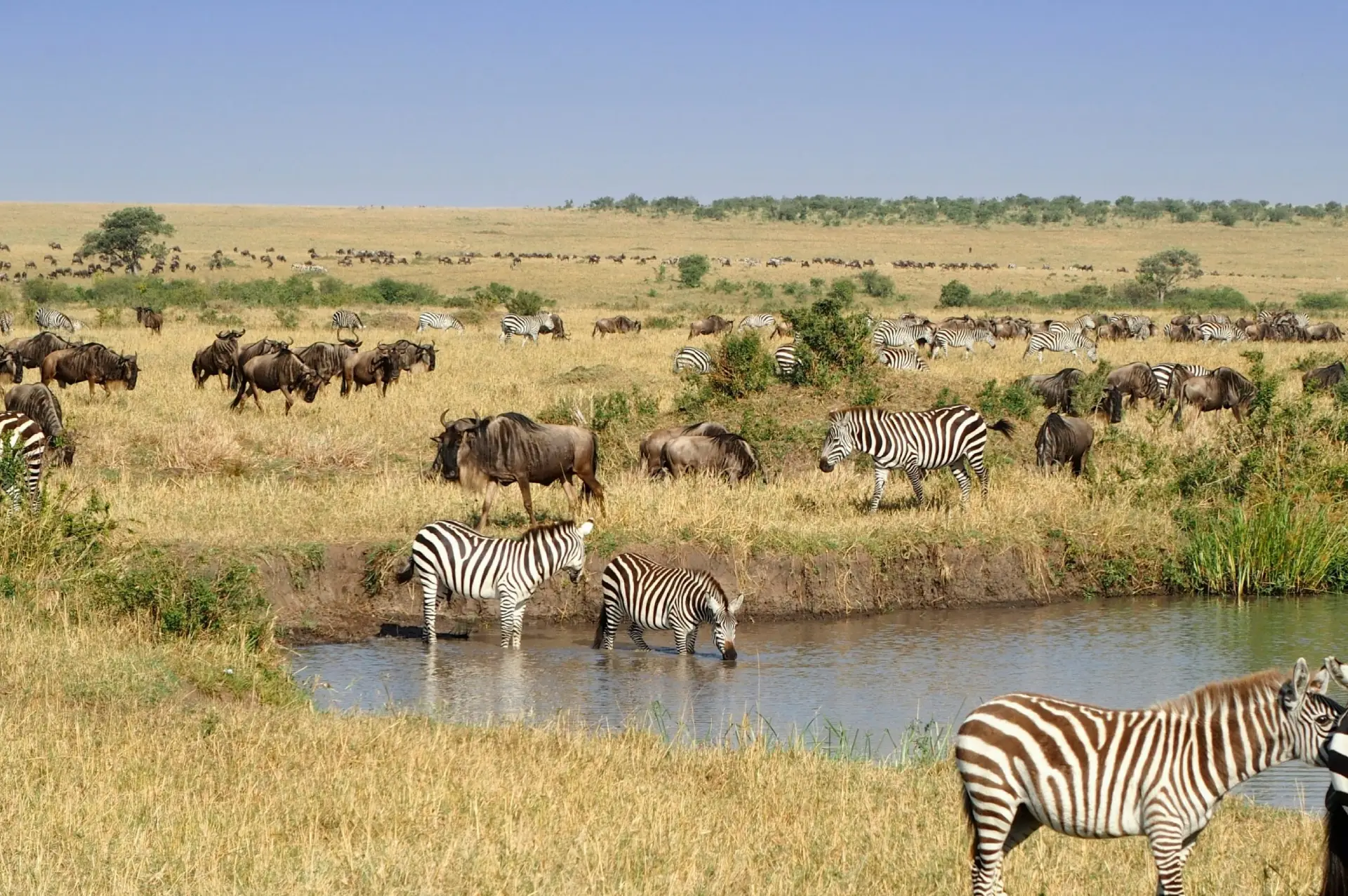 Maasai Mara Wildlife Safari
