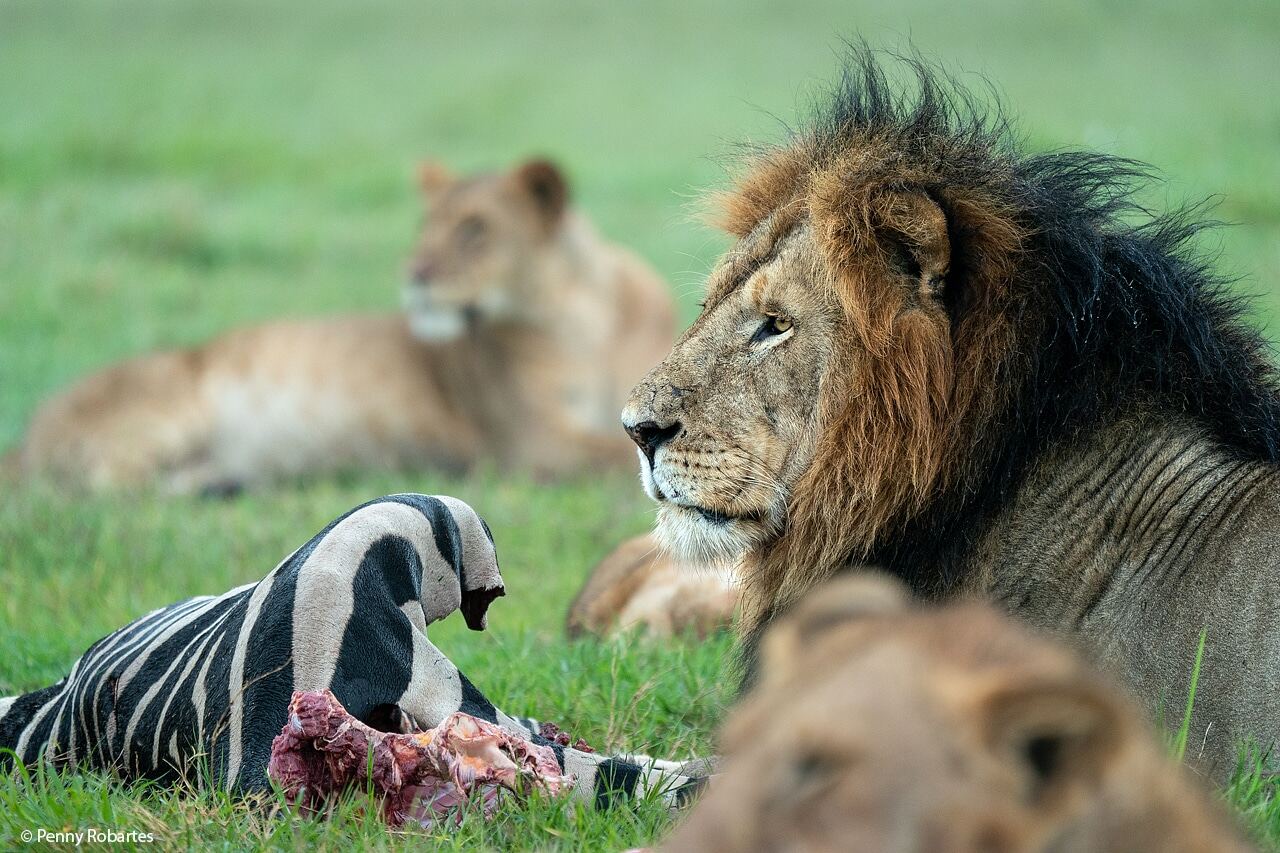 2 DAY -1 NIGHT SAFARI TOUR MASAI MARA NATIONAL RESERVE - photo 2