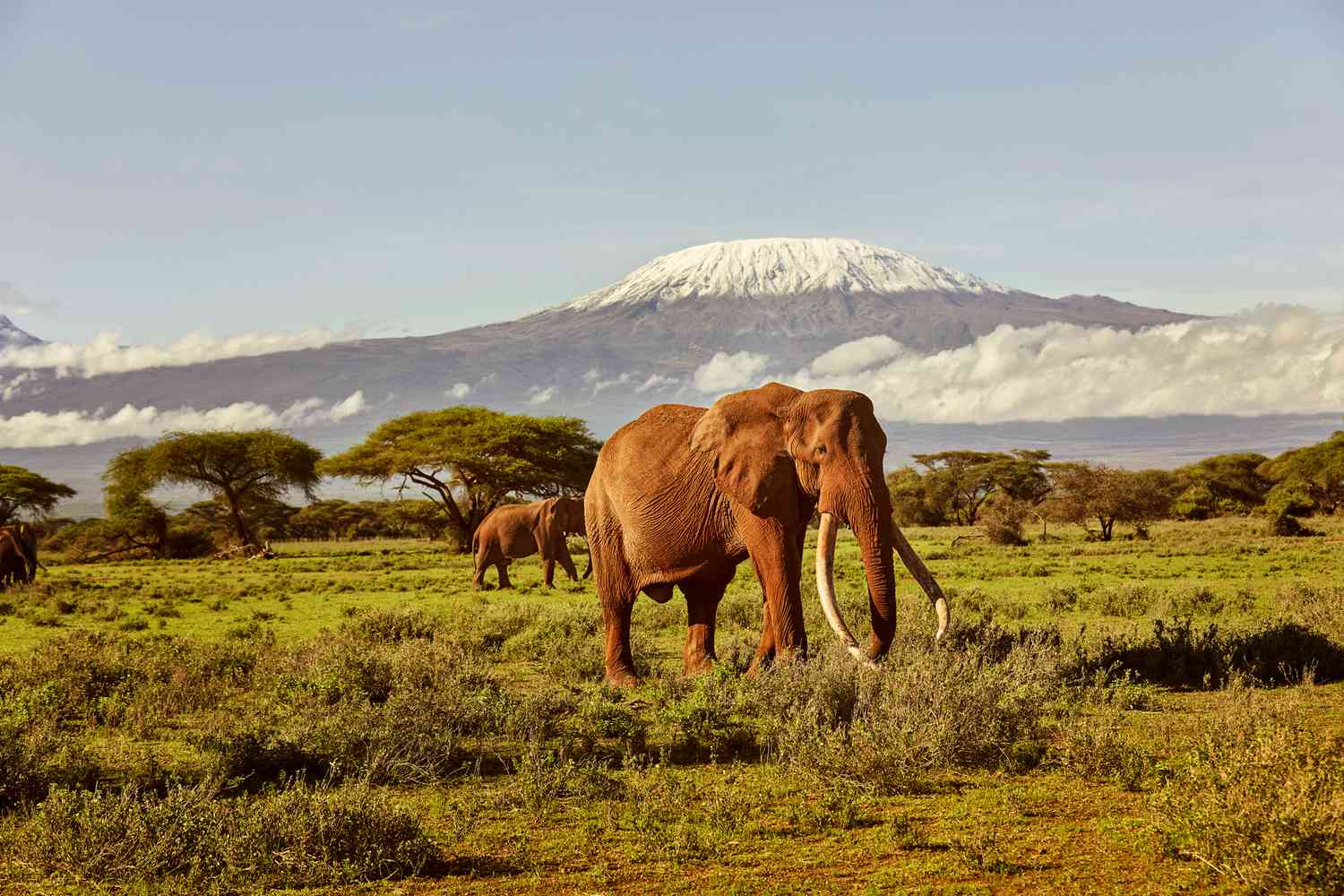 2 DAY SAFARI TO AMBOSELI PARK AND MT. KILIMANJARO - photo 2