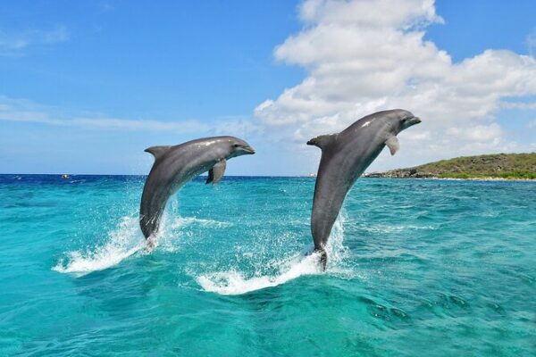 Wasini Dhow & Dolphin excursion