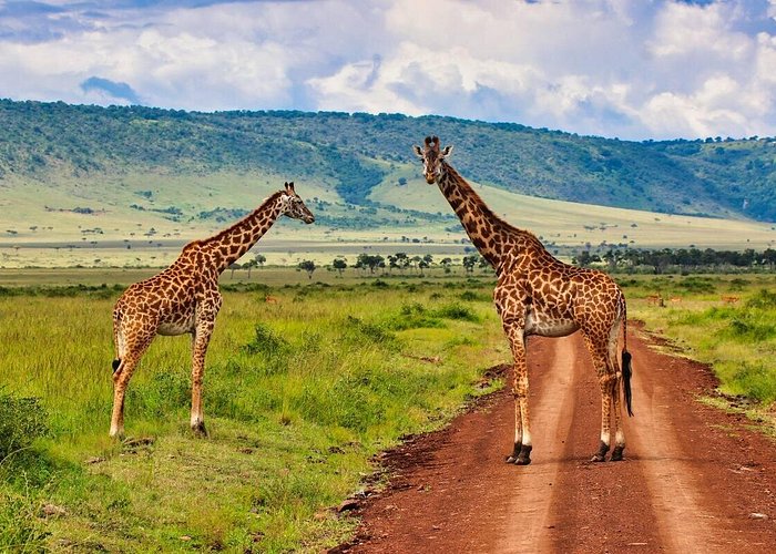 2 DAY -1 NIGHT SAFARI TOUR MASAI MARA NATIONAL RESERVE - photo 3