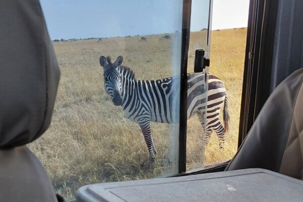 4 Days Luxury Maasai Mara National Reserve & Lake Nakuru Safari From Nairobi