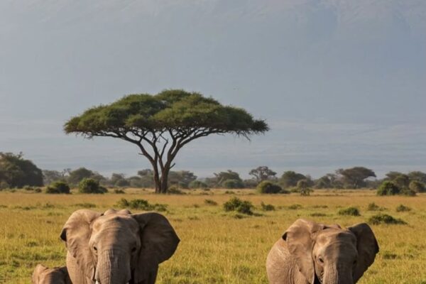 2 DAY SAFARI TO AMBOSELI PARK AND MT. KILIMANJARO