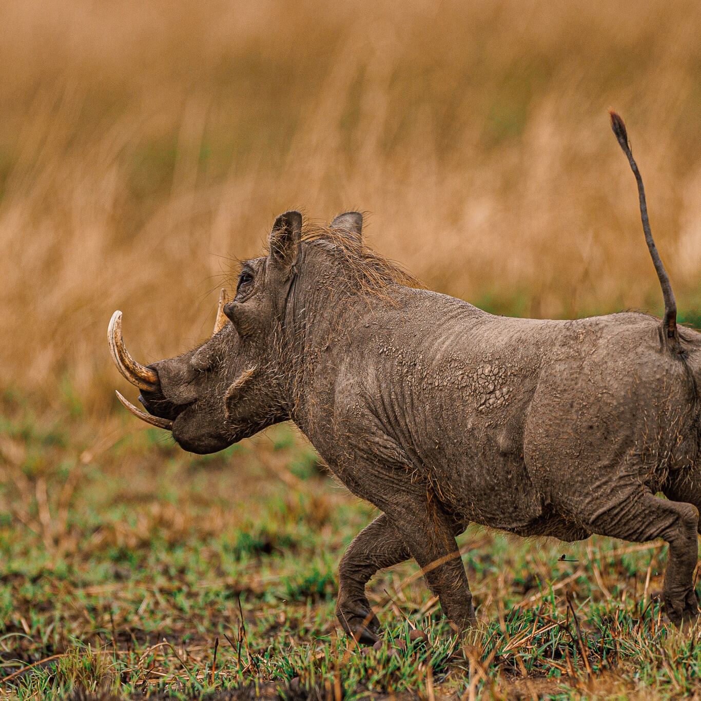 4-Day Private Safari Kenya | Maasai Mara & Lake Nakuru Tour - photo 4