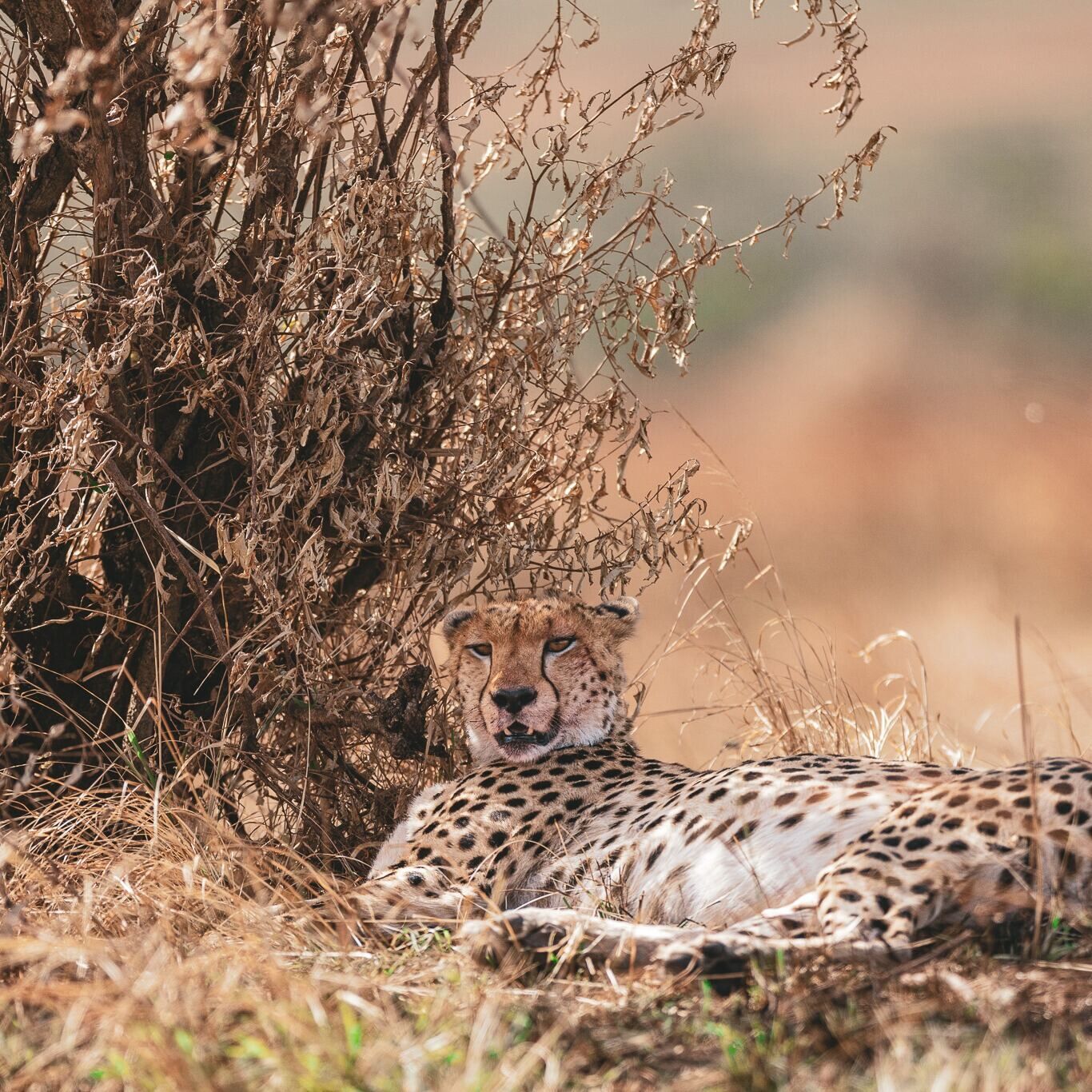4-Day Private Safari Kenya | Maasai Mara & Lake Nakuru Tour - photo 5