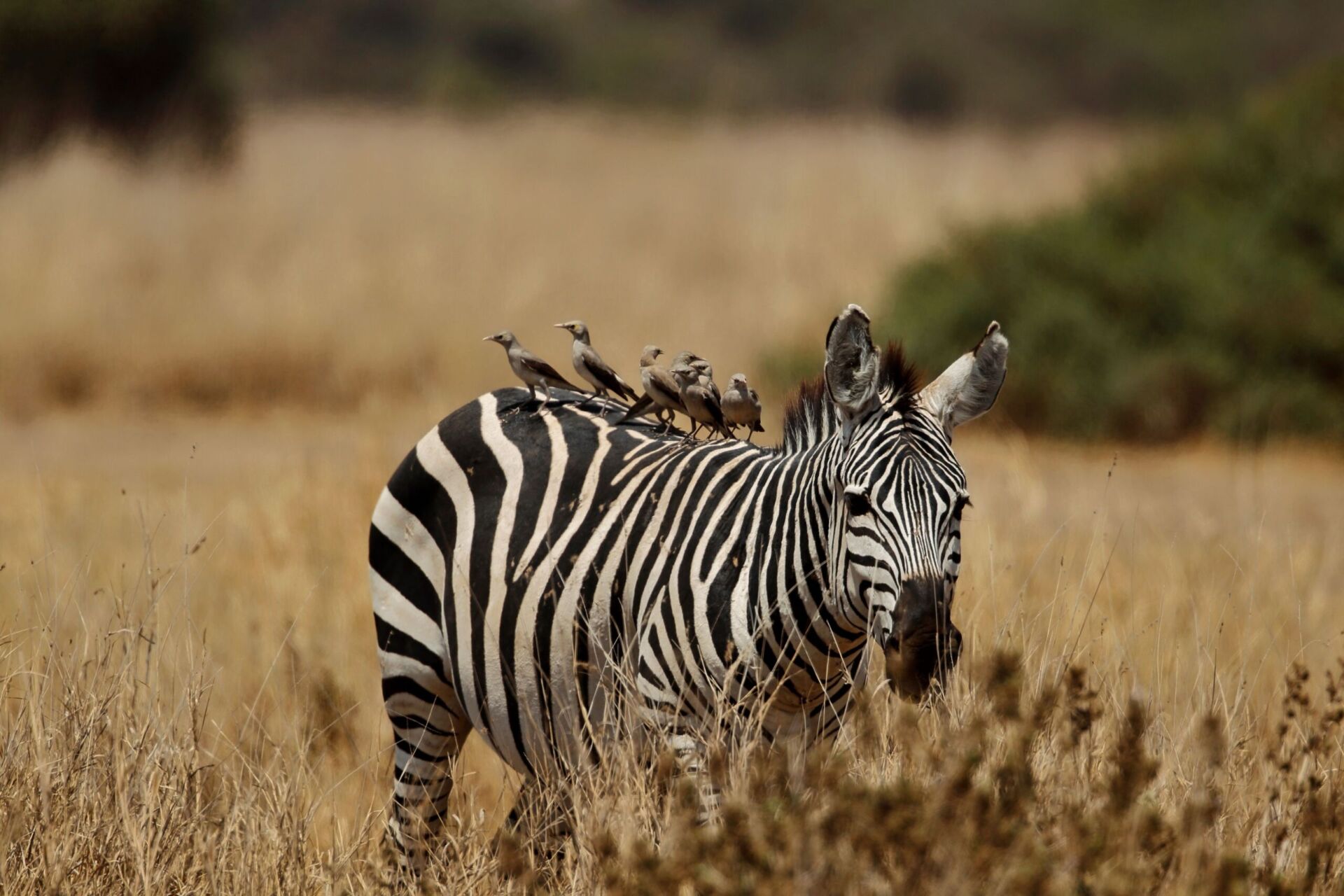 4-Day Private Safari Kenya | Maasai Mara & Lake Nakuru Tour - photo 6