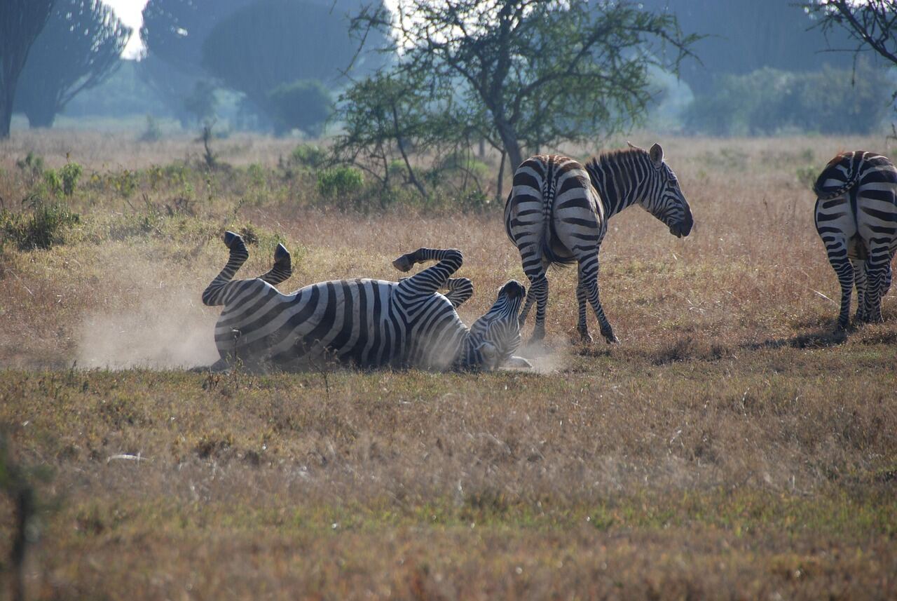 4-Day Private Safari Kenya | Maasai Mara & Lake Nakuru Tour - photo 2