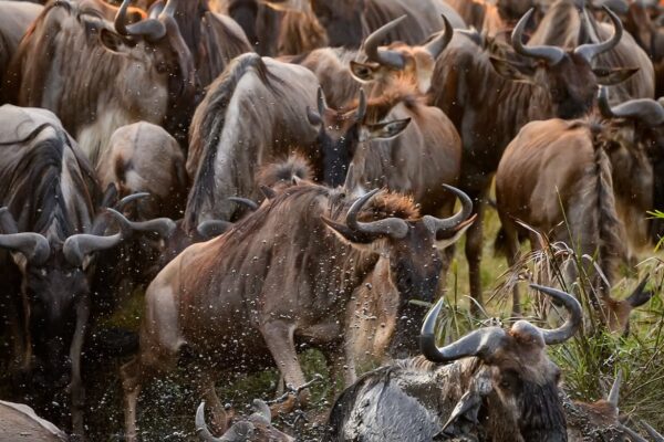 4-Day Group Joining Safari Kenya | Maasai Mara & Lake Nakuru Tour