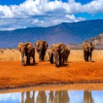 Tsavo East Tsavo West safari