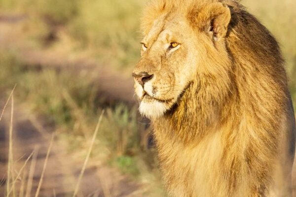 8-Day Kenya Tanzania Safari | Private Maasai Mara & Serengeti Tour