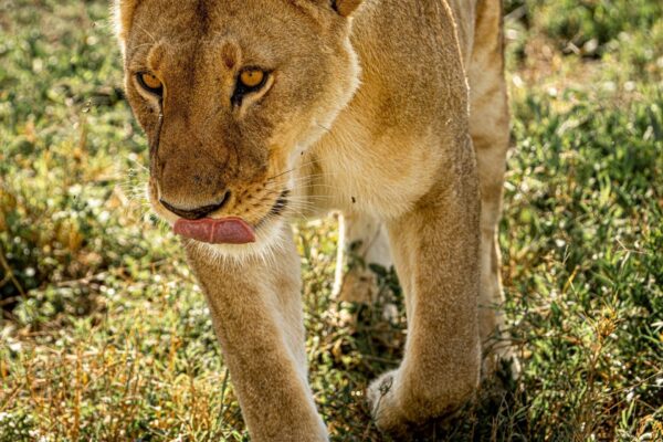 5-Day Private Safari Kenya | Maasai Mara, Nakuru & Amboseli Tour