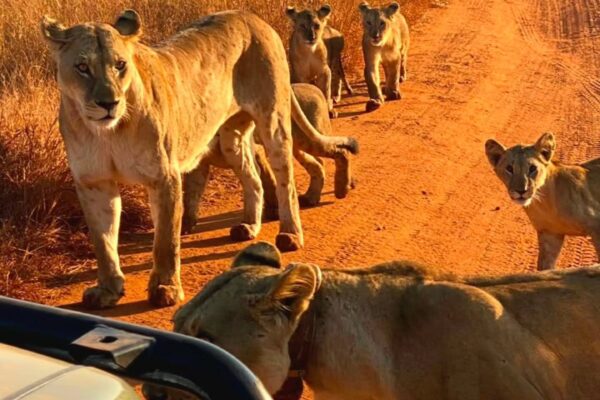 4-Day Private Safari Kenya | Tsavo East, Tsavo West & Amboseli Tour