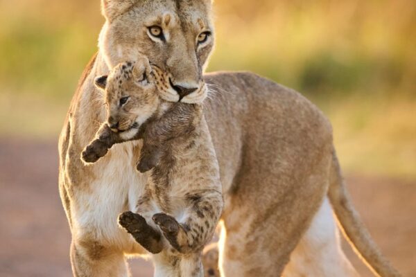 7-Day Kenya Budget Safari: Maasai Mara, Lake Nakuru & Amboseli