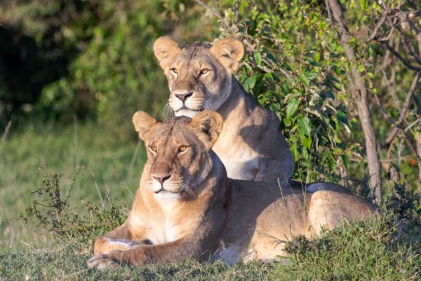 4-Day Private Safari Kenya | Maasai Mara & Lake Nakuru Tour
