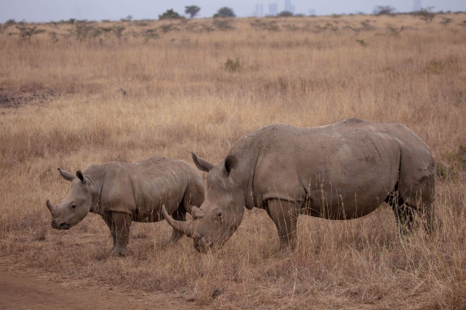 4-Day Group Joining Safari Kenya | Maasai Mara & Lake Nakuru Tour - photo 2