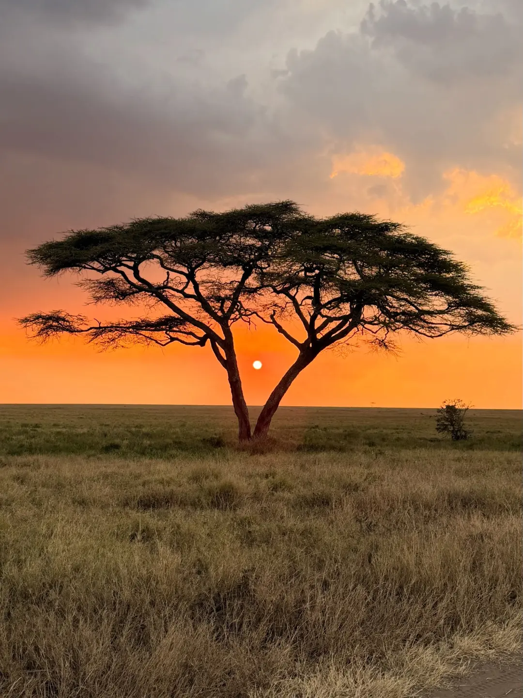 2-Day Private Tarangire National Park Safari | Tanzania - photo 4