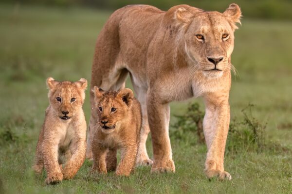 3-Day Private Maasai Mara Safari | Enkorok Mara Camp Tour