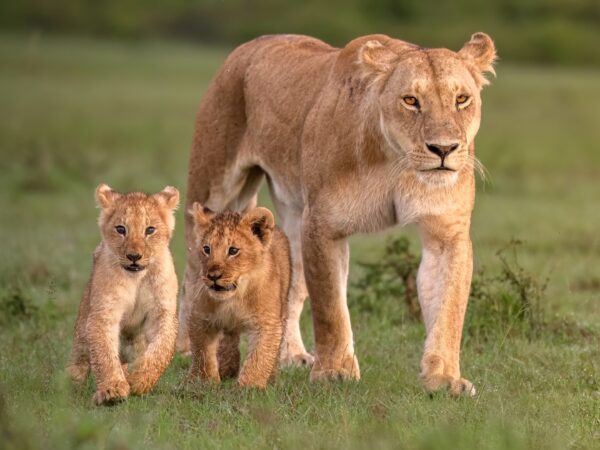 3-Day Private Maasai Mara Safari | Enkorok Mara Camp Tour