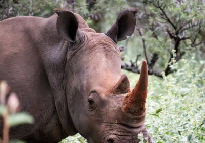 Best Time to Visit Kenya for a Safari: Month-by-Month Guide