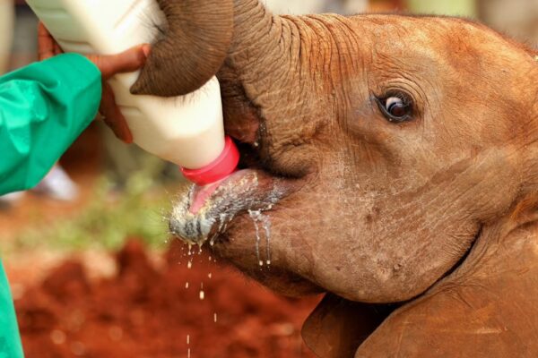 Nairobi National Park & Sheldrick Tour | Private Kenya Safari