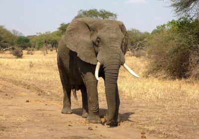 Top 10 Best National Parks in Kenya for an Unforgettable Safari