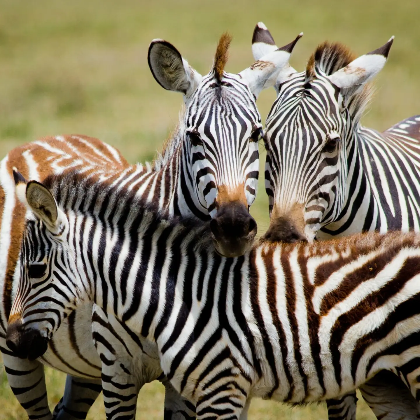 2-Day Private Tarangire National Park Safari | Tanzania - photo 5