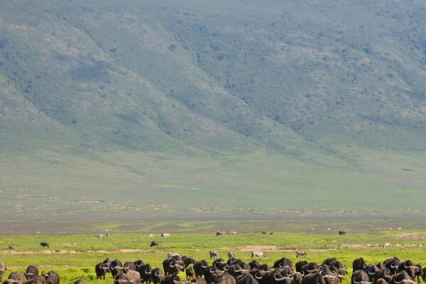 2-Day Private Ngorongoro Crater Safari | Tanzania
