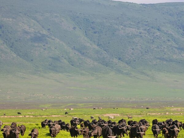 2-Day Private Ngorongoro Crater Safari | Tanzania