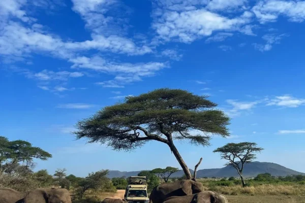 2-Day Private Tarangire National Park Safari | Tanzania
