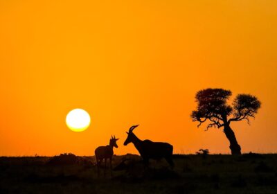 How Many Days Do You Need for a Kenya Safari?