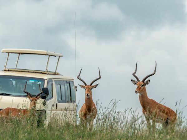 Nairobi National Park & Giraffe Centre Tour | Private Safari