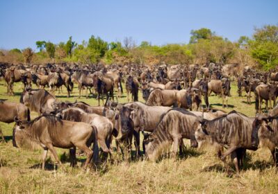 The Great Wildebeest Migration Guide: Kenya & Tanzania