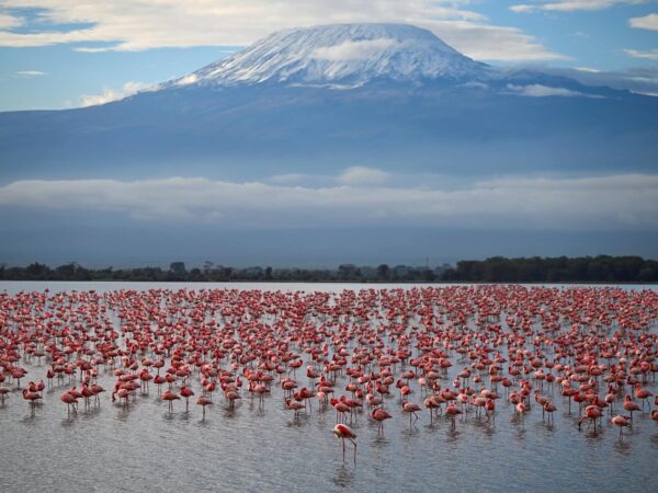 1-Day Private Lake Manyara Safari | Tanzania