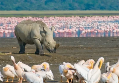 Lake Nakuru National Park: Rhinos, Flamingos & Birdlife Guide