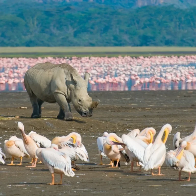 Lake Nakuru National Park: Rhinos, Flamingos & Birdlife Guide
