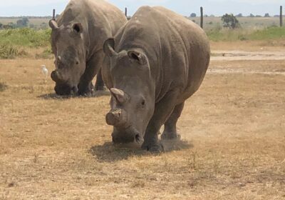 Sweetwaters Serena Camp at Ol Pejeta Conservancy: Complete Guide