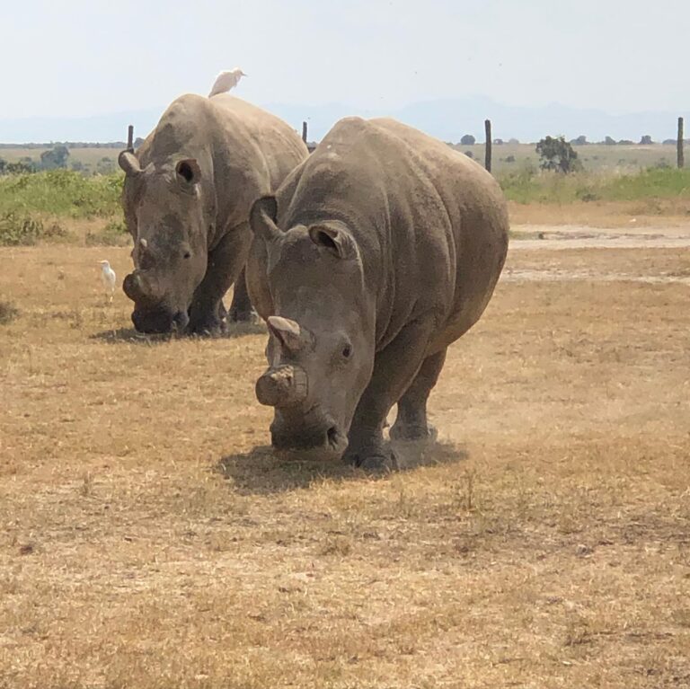 Sweetwaters Serena Camp at Ol Pejeta Conservancy: Complete Guide