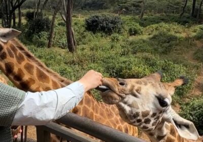 Giraffe Manor Prices: What a Stay Really Costs