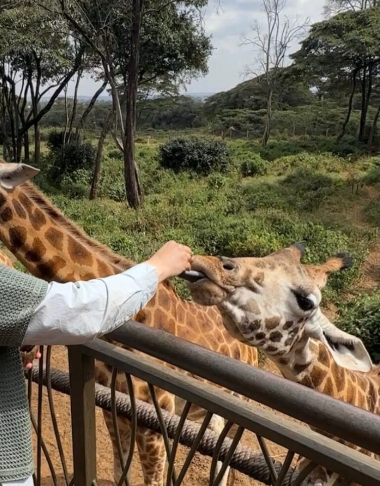 Giraffe Manor Prices: What a Stay Really Costs
