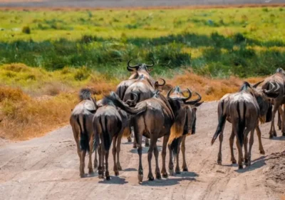 Amboseli vs. Tsavo: Which Park Is Best for Elephants and Scenery?