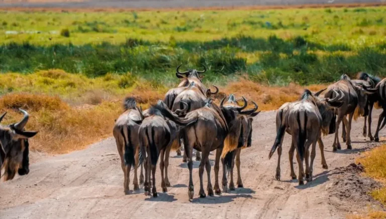Amboseli vs. Tsavo: Which Park Is Best for Elephants and Scenery?