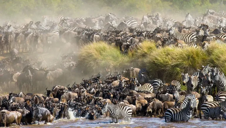 Month-by-Month Guide to the Great Wildebeest Migration in Kenya