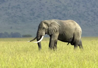 Kenya Safari Tipping Guide: How Much, Who to Tip, and When