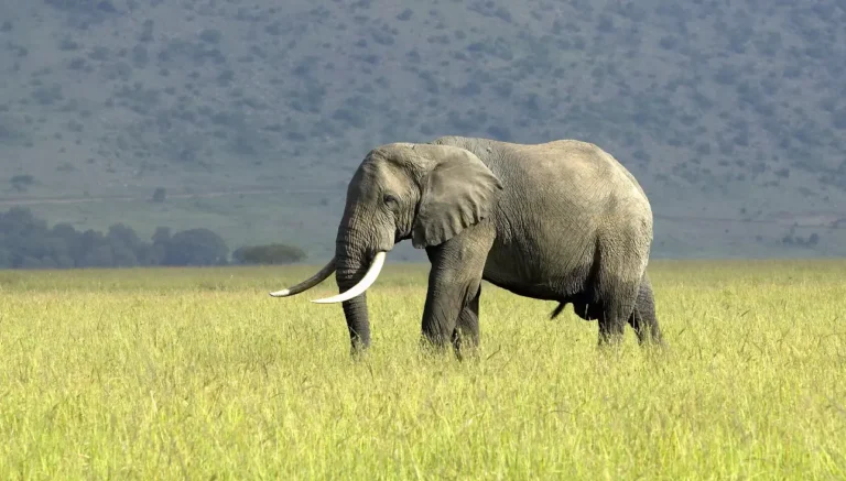 Kenya Safari Tipping Guide: How Much, Who to Tip, and When