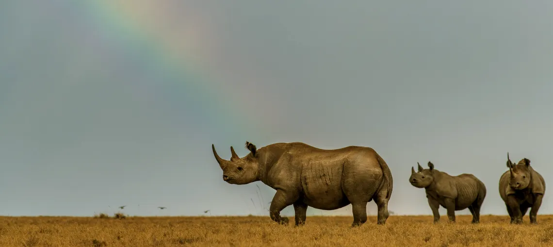 Ol Pejeta Conservancy Guide