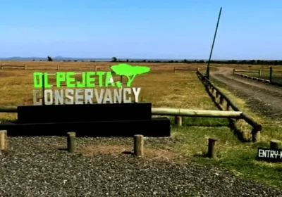 Ol Pejeta Conservancy Guide: Home of the Last Northern White Rhinos