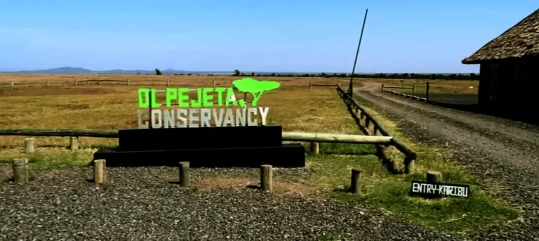 Ol Pejeta Conservancy Guide: Home of the Last Northern White Rhinos