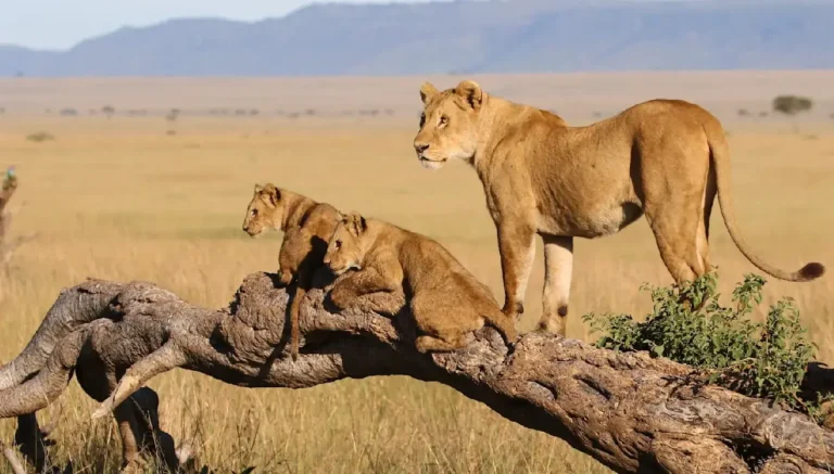 Is a Private Safari Worth It? Private vs. Group Joining Safaris in Kenya