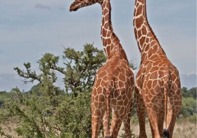 Samburu National Reserve: Kenya’s Special Five Safari Guide